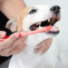 5 zaujímavých faktov o zuboch psa, vedeli ste, že..?