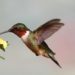 Zaujímavé fakty o kolibríkoch, ktoré vás prekvapia