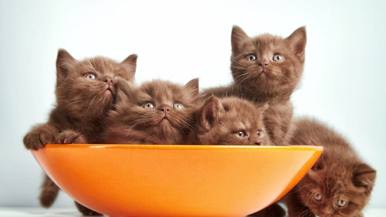 7 našich zvykov, ktoré môžu stáť mačku život