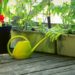 Pestovanie plodovej zeleniny na balkóne, ako na bohatú úrodu?