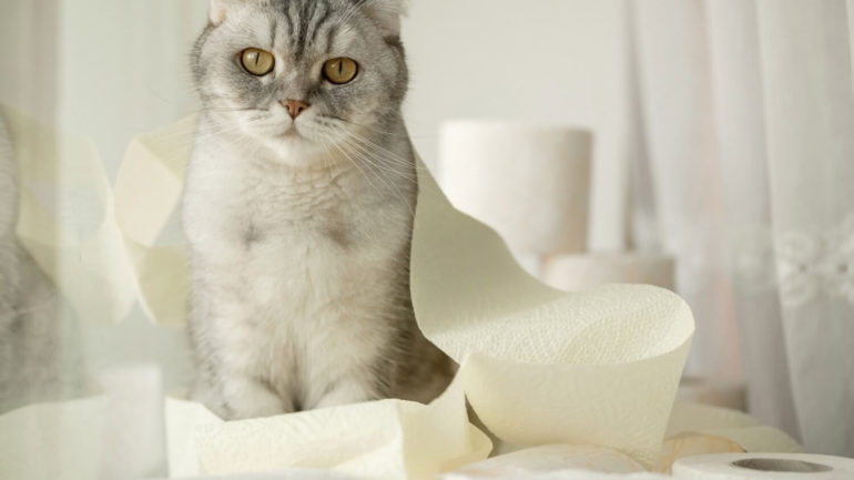 Hnačka u mačiek a mačiatok: Tu sú príčiny a spôsoby liečby