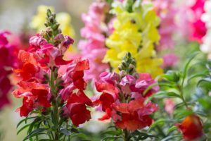 Záhrada pre alergikov: Aké rastliny do nej vybrať