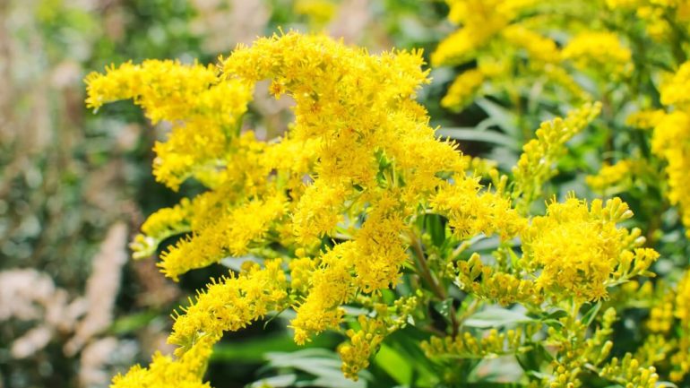 Zlatobyľ: Žltá liečivá bylina našich polí a záhrad