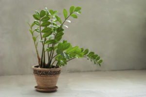 Beautiful Zamioculcas home plant growing in natural clay earthen flower pot on concrete on gray background. Copy space.