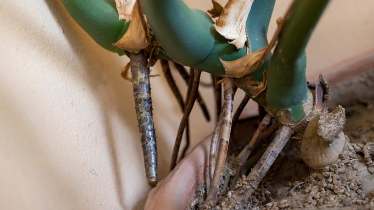 5 vecí, ktoré treba vedieť o vzdušných koreňoch rastlín