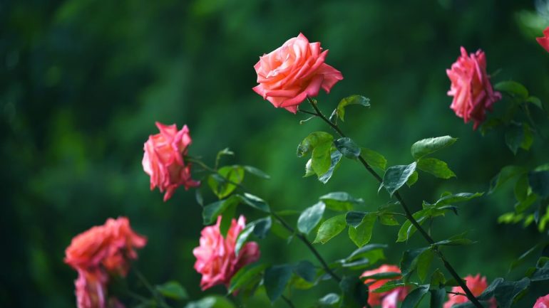 Jarná starostlivosť o ruže, všetko, čo treba vedieť