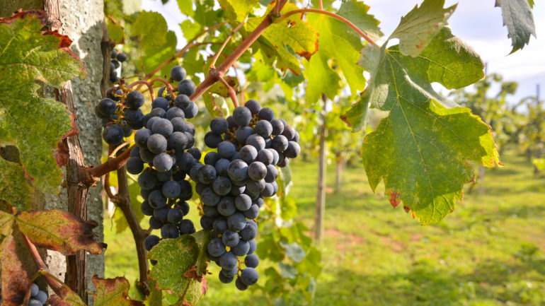 Ako pestovať vinič ekologicky: Tipy na zimný a letný rez