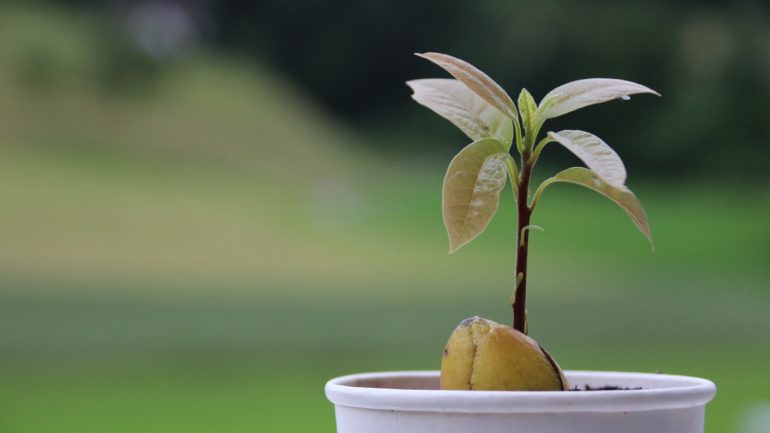 Domáce pestovanie avokáda: Praktický návod pre nadšencov