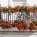 Ideálne rastliny pre slnečný balkón: Doprajte si farbu a živosť