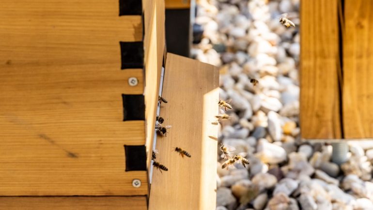 Včely v centre pozornosti: Lidl podporuje biodiverzitu